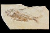 Bargain, Cretaceous Fish (Nematonotus) Fossil - Lebanon #147230-1